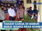 VIDEO Polisi Gayo Lues Obrak-Abrik Ladang Ganja di Kebun Serai Wangi Paya Kumer, Pemilik Kabur