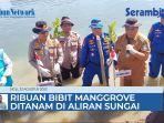 ribuan-bibit-manggrove-ditanam-di-aliran-sungai.jpg