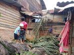 Angin Puting Beliung di Gayo Lues juga Tumbangkan Pohon Aren Hingga Timpa Satu Rumah
