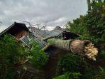 Sebuah Rumah Warga Tertimpa Pohon di Gayo Lues