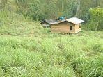 Harga Minyak Sere Wangi Kembali Turun di Gayo Lues, Petani Enggan Menyuling