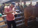 sapi-Aceh.jpg