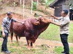 sapi-Qurban-Presiden-Republik-Indonesia-untuk-kabupaten-aceh-jaya.jpg