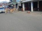 Kawanan Sapi Kerap Berkeliaran di Blangkejeren, Petugas Diminta Tertibkan dan Pemilik Didenda