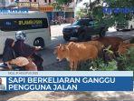 sapi-berkeliaran-di-jalan-nasional-ganggu-pengguna-jalan.jpg
