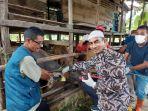 sapi-di-singkil-ditandai.jpg