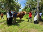 sapi-kurban-03.jpg