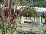 sawit-singkilutara.jpg