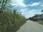 semak-belukar-memenuhi-pinggir-jalan-provinsi-di-kawasan-selok-aceh-singkil.jpg