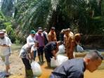 tabur-bibit-ikan_dampak-limbah-sawit_aceh-singkil.jpg