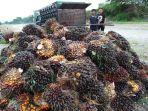 tbs-kelapa-sawit-yang-baru-dipanen.jpg