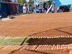 Harga Tembakau Kretek Menjanjikan, Petani Gayo Lues Manfaatkan Lahan Pekarangan untuk Pengeringan