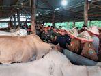 wamentan-tinjau-peternakan-sapi-di-aceh-barat.jpg