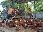 warga-singkil-turunkan-sawit.jpg