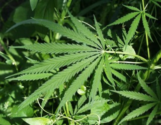 DAUN-GANJA.jpg
