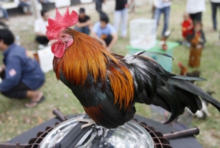 Komunitas Kutaraja Jual Ayam Terkecil - 200212foto.10_.jpg