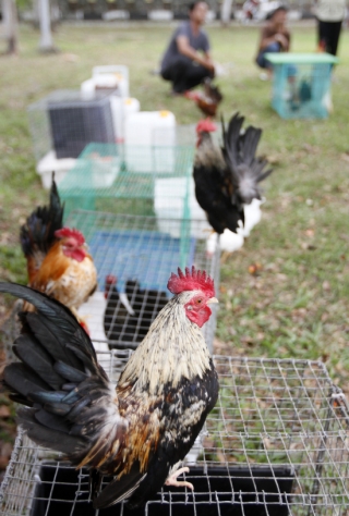Komunitas Kutaraja Jual Ayam Terkecil - 200212foto.11_.jpg