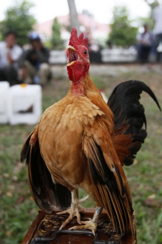 Komunitas Kutaraja Jual Ayam Terkecil - 200212foto.12_.jpg