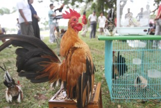 Komunitas Kutaraja Jual Ayam Terkecil - 200212foto.8_.jpg