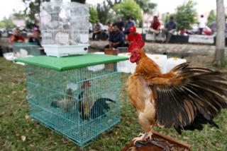 Komunitas Kutaraja Jual Ayam Terkecil - 200212foto.9_.jpg