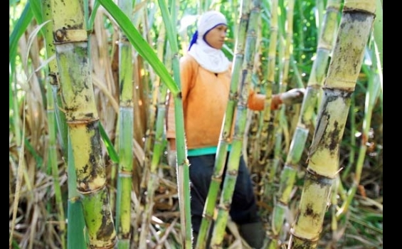 Si Manis dari Ketol - 080613_2.jpg