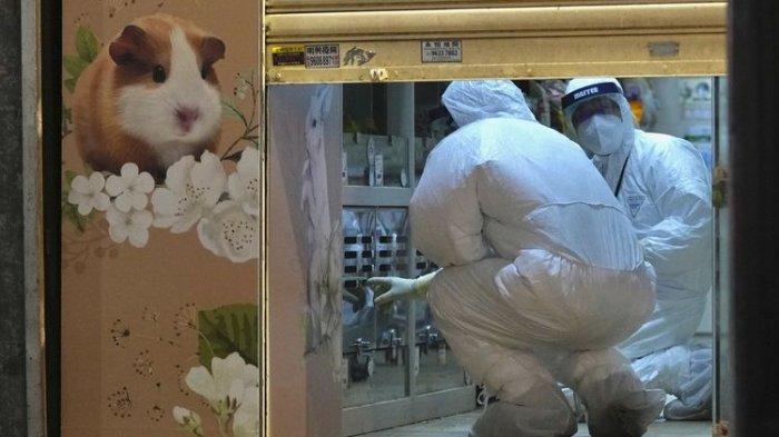 Didapati Sejumlah Hamster Positif Covid-19, Hong Kong Bakal Bunuh 2.000 Hewan Kecil Termasuk Kelinci