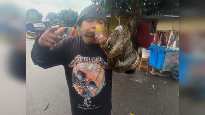 Seorang Pria Dijuluki 'Rambo' Berhasil Amankan Seekor Ular Piton di Masohi