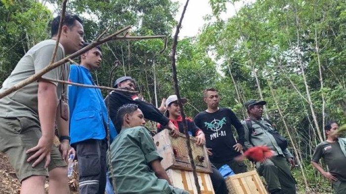 20 Satwa Endemik Maluku Dilepasliarkan di Hutan Pulau Seram
