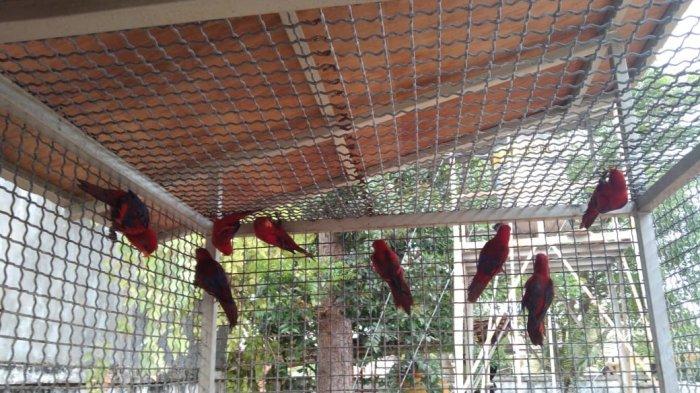 BKSDA Amankan 10 Ekor Nuri Maluku, Bakal Dilepasliarkan