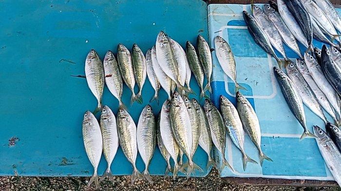 Stok Melimpah, Harga Ikan di Pasar Langgur Maluku Tenggara Murah