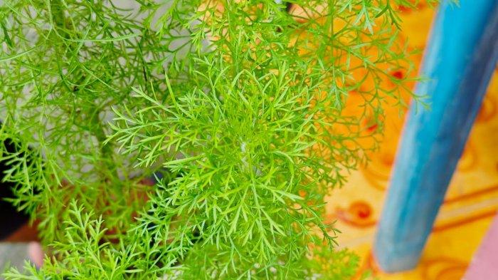 Memperindah Halaman hingga Jadi Bahan Baku Mebel, Simak Beragam Manfaat Tanaman Hias Cemara Air