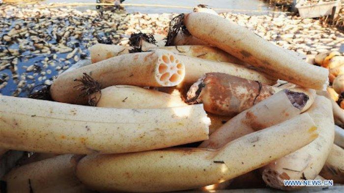 5 Khasiat Akar Teratai untuk Kesehatan, Memelihara Kulit hingga Mengurangi Risiko Jantung