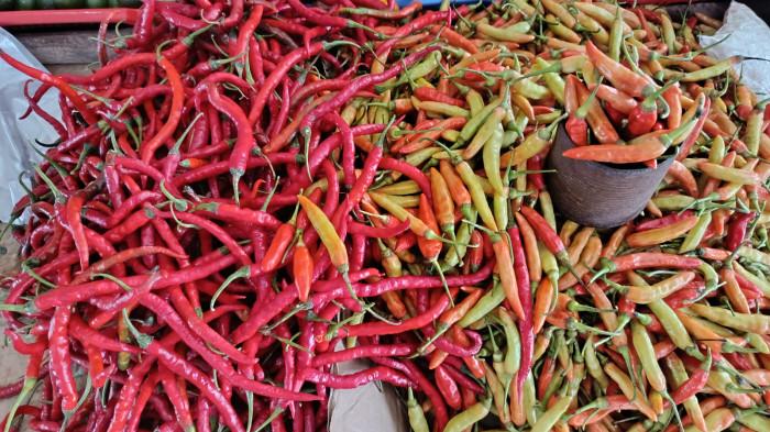 Harga Cabai di Bula Tembus Rp. 70 Ribu per Kilo, Tomat Tak Mau Kalah!