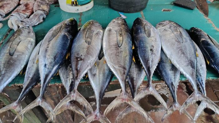 Harga Ikan di Pasar Rakyat Bula Turun, 8 Ekor Rp 20 Ribu