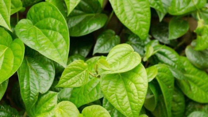 Cara Mengatasi Bau Mulut Tak Sedap, Gunakan Daun Sirih