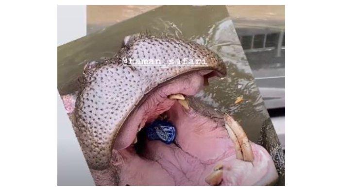 Dikira Beri Makan, Ternyata Pengunjung Taman Safari Justru Lempar Sampah Plastik ke Mulut Kuda Nil