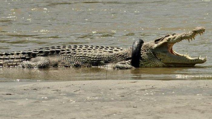 Tengah Panen Udang, Kaki Pria Ini Sempat Diterkam Buaya, Berhasil Lepas setelah Memukul Mata Buaya