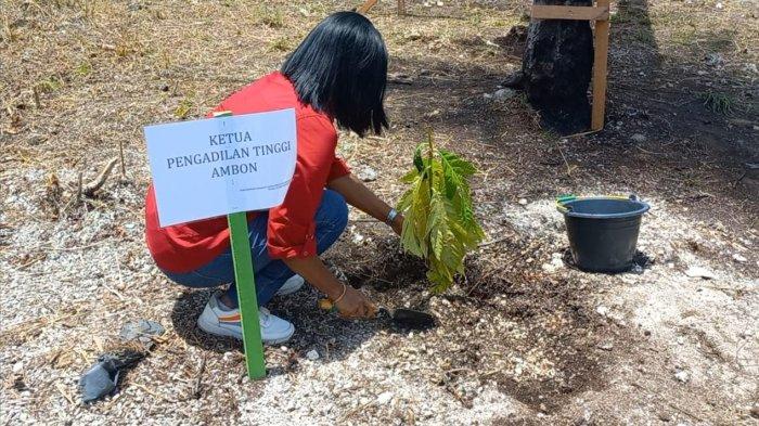 Tak Hanya Jokowi, Wapres Ma'ruf Amin Ternyata Suka Sukun Maluku, Sempat Minta Bibit Tuk Ditanam