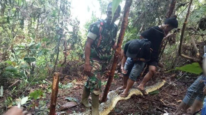 Tragis! Ibu Rumah Tangga Dimangsa Ular Piton saat Hendak Antar Obat untuk Anaknya