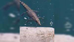 Buaya-namlea.jpg