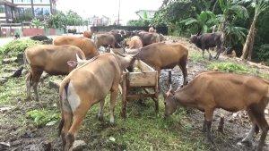 Hewankurban-sapi-huuiii.jpg