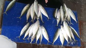 Ikan-Kembung.jpg