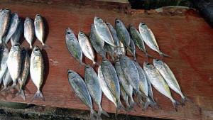 Ikan-mahal-e.jpg