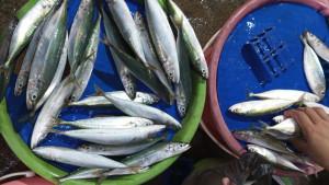 Ikan-titik.jpg