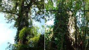 Pohon-Palaka.jpg