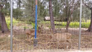TAMAN-RUSA-3.jpg