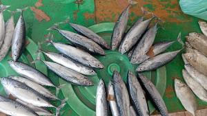 ikan-mahal-di-langgur.jpg