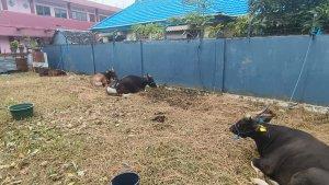 sapi-milik-peternak-kece.jpg