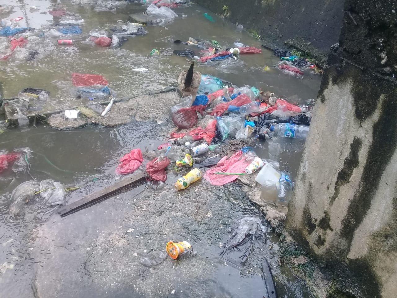 3122022-sampah.jpg