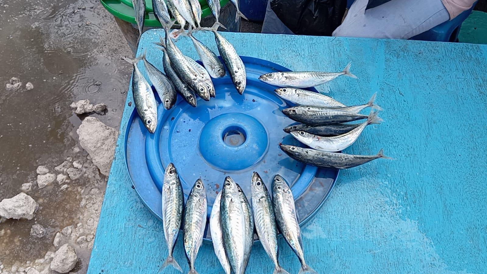 6-ekor-ikan.jpg
